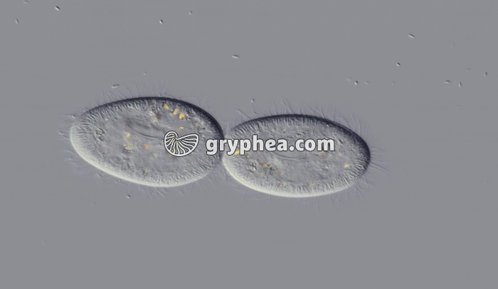 Paramécie en division binaire x100 - gryphea.org